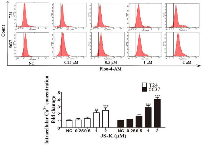 J Cancer Image