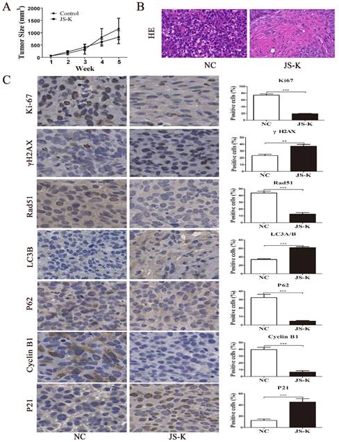 J Cancer Image