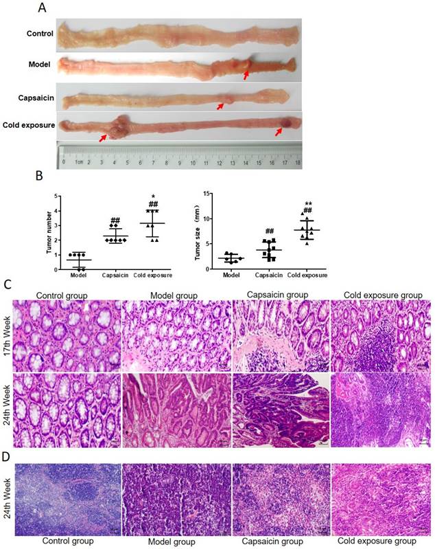 J Cancer Image