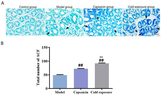 J Cancer Image