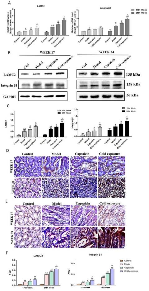 J Cancer Image