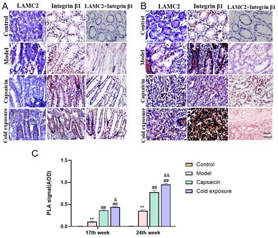 J Cancer Image