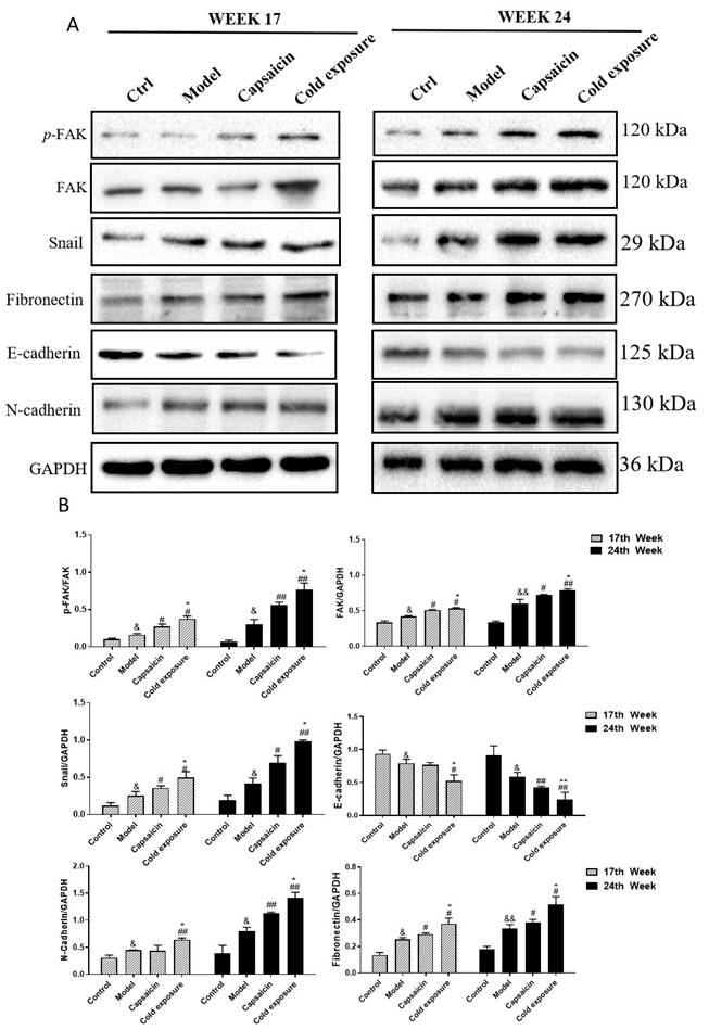 J Cancer Image