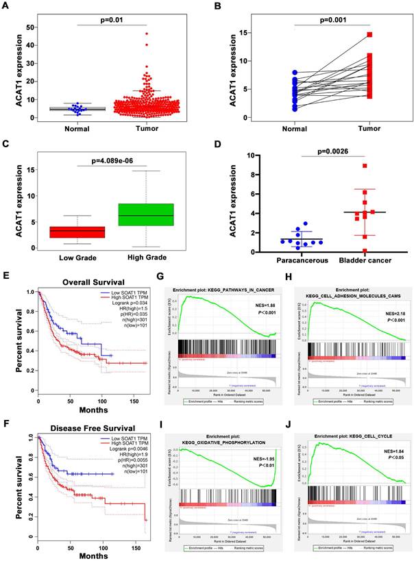 J Cancer Image