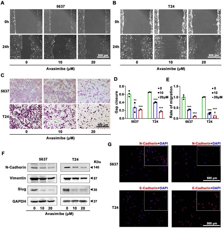 J Cancer Image