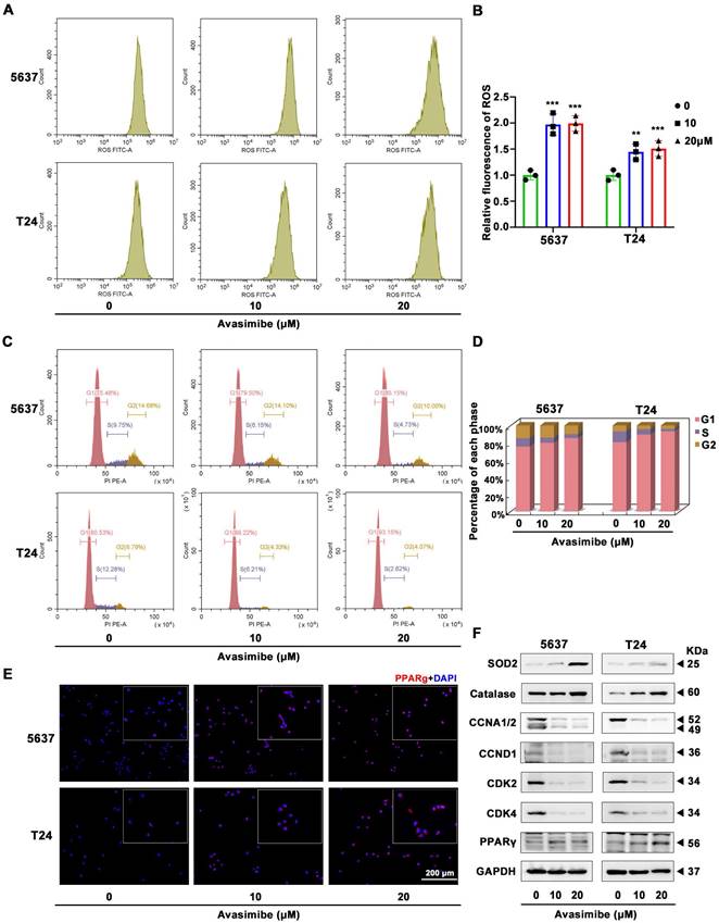 J Cancer Image