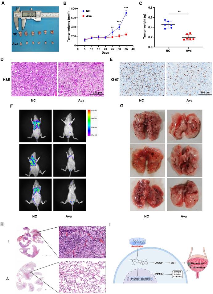 J Cancer Image