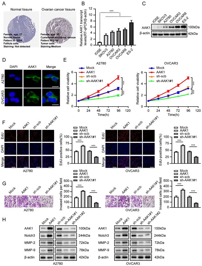 J Cancer Image