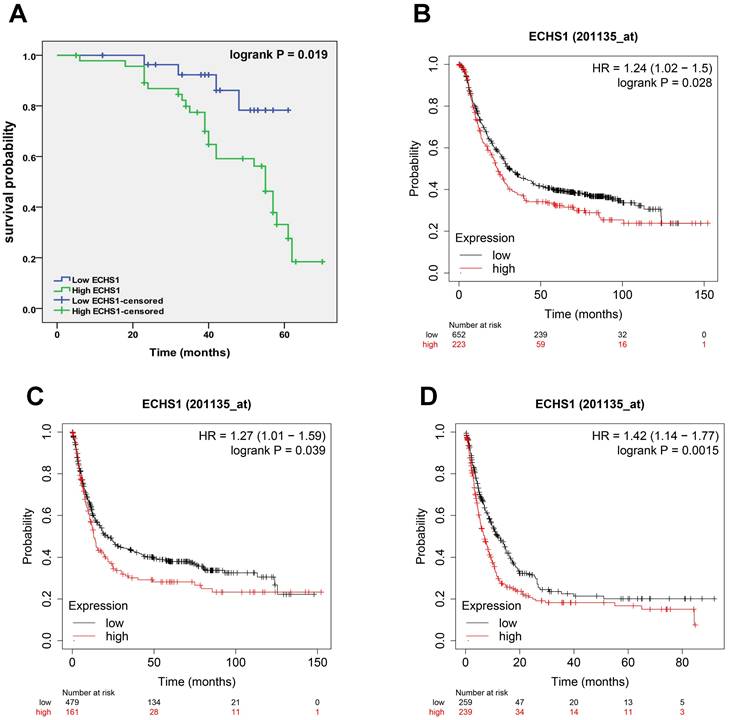 J Cancer Image