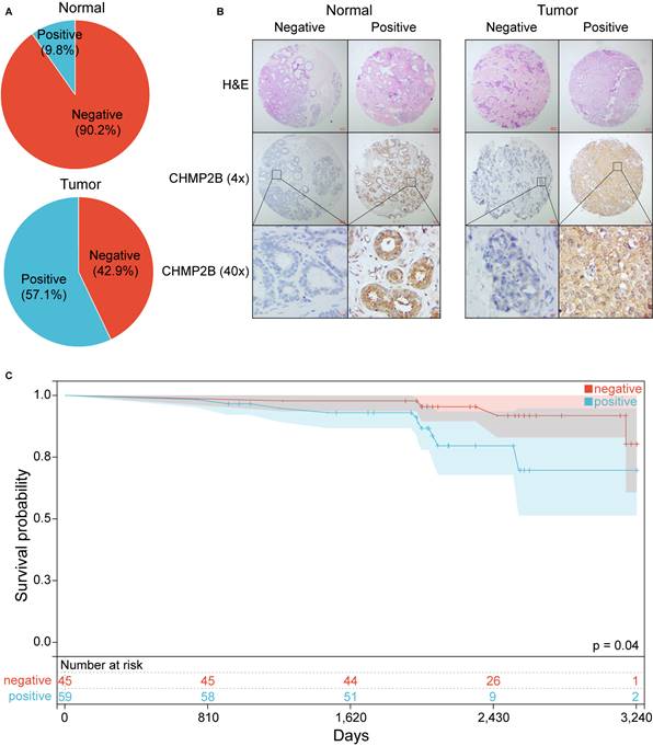 J Cancer Image