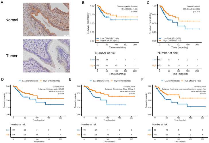 J Cancer Image