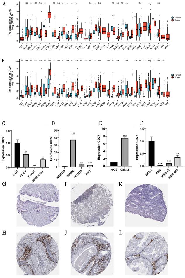 J Cancer Image