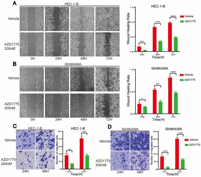 J Cancer Image