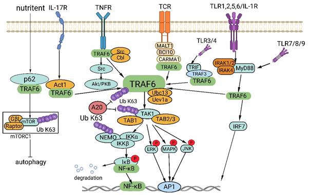 J Cancer Image