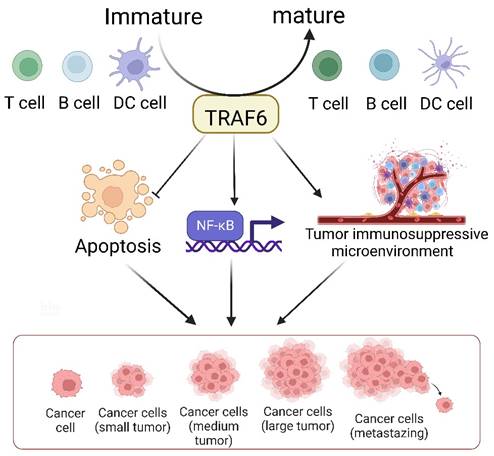 J Cancer Image