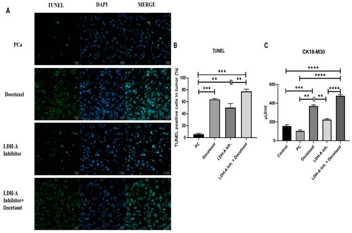 J Cancer Image