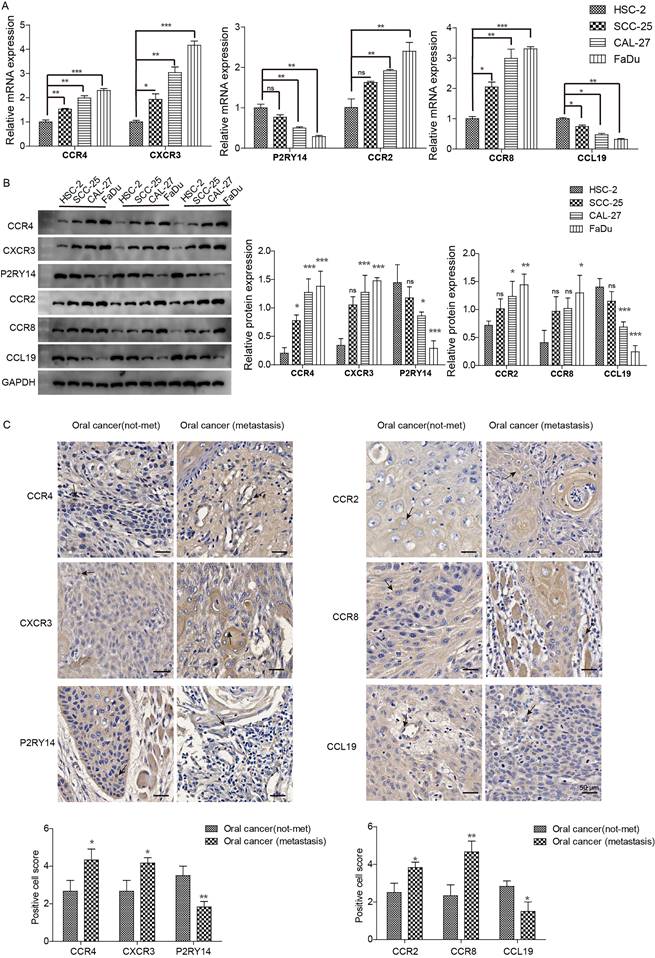 J Cancer Image