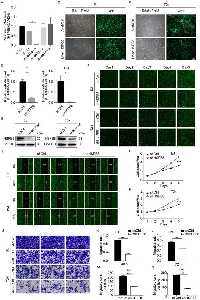 J Cancer Image