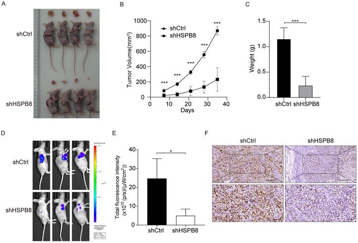 J Cancer Image