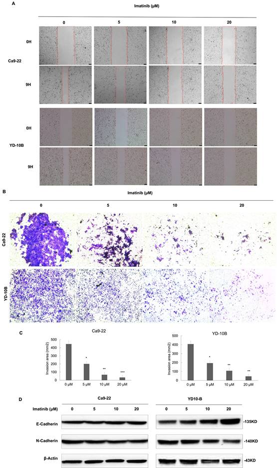 J Cancer Image