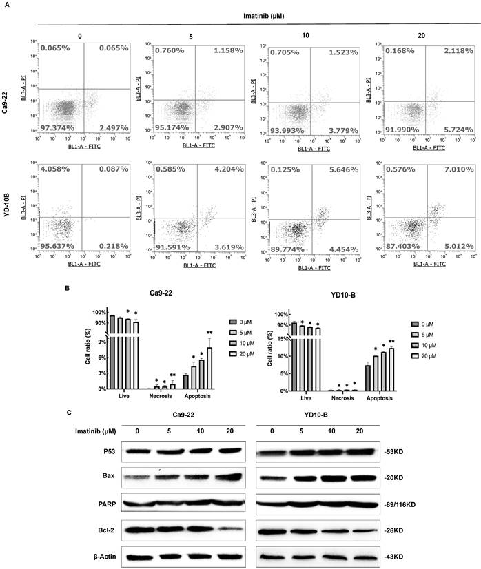 J Cancer Image