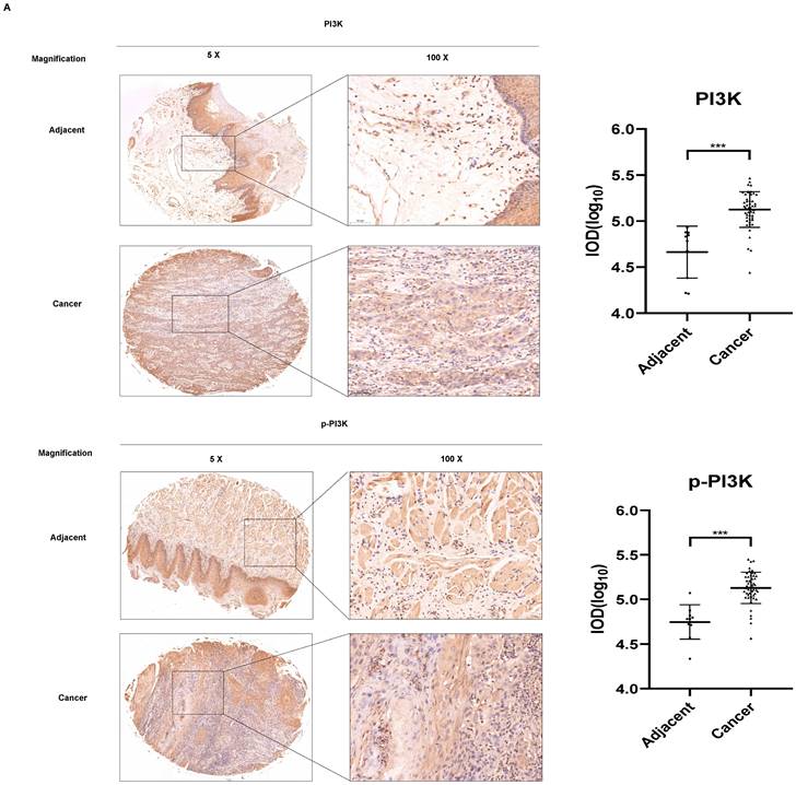 J Cancer Image