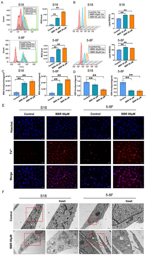 J Cancer Image