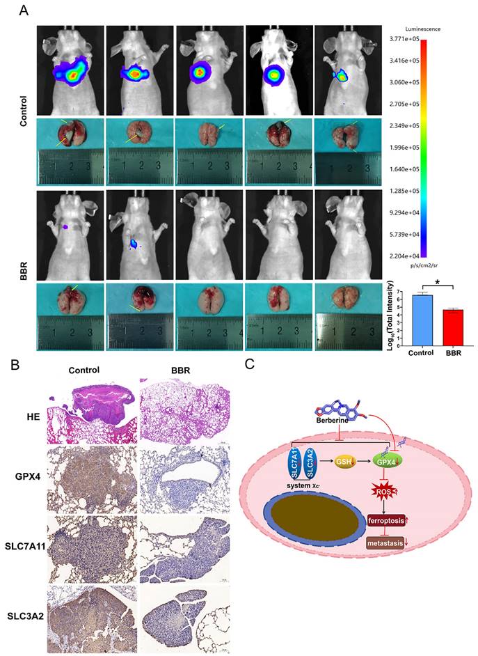 J Cancer Image