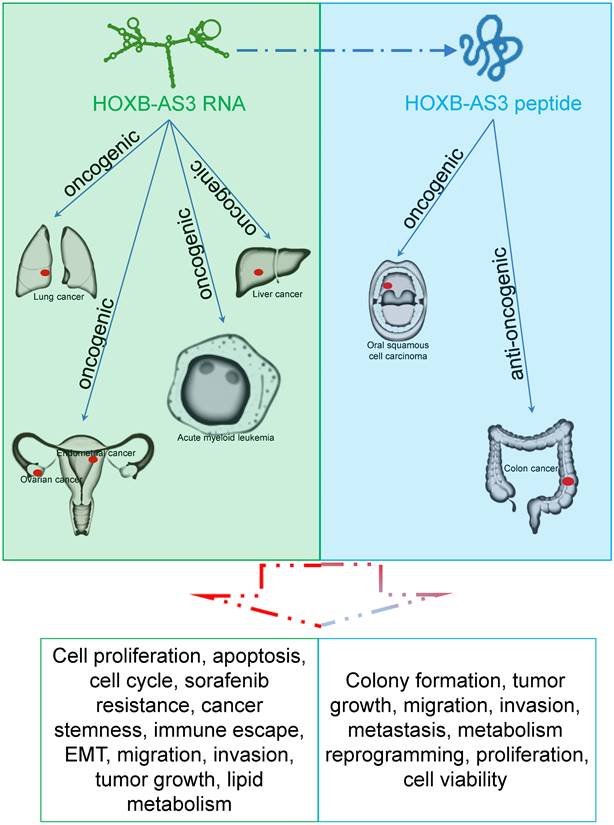 J Cancer Image