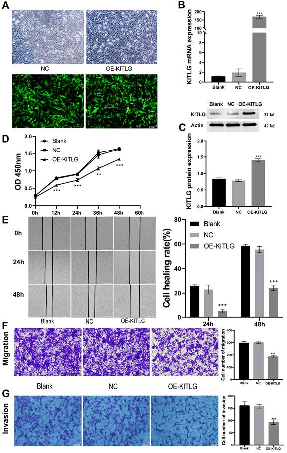 J Cancer Image