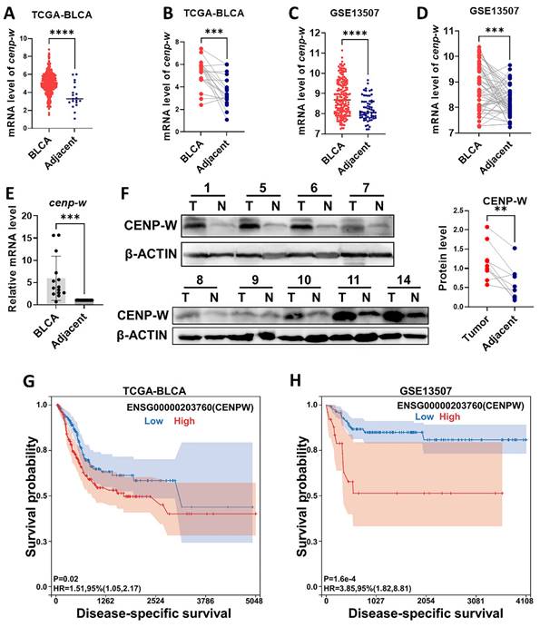 J Cancer Image