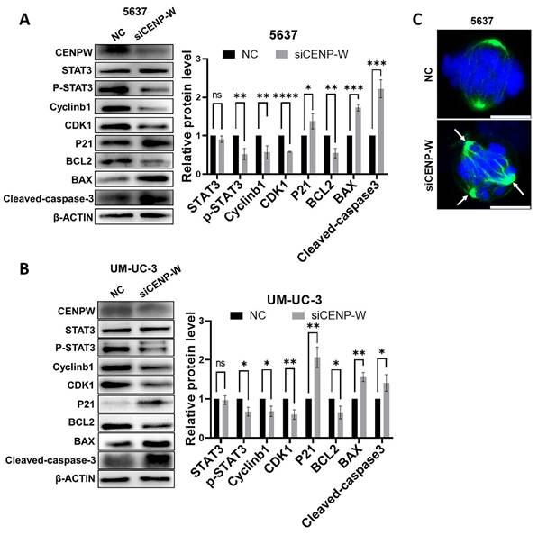 J Cancer Image