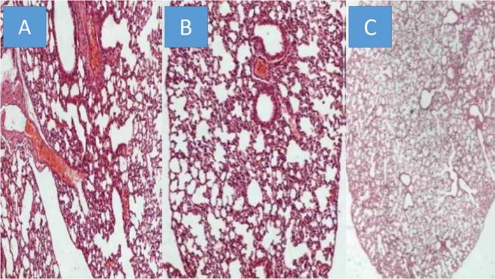 J Cancer Image