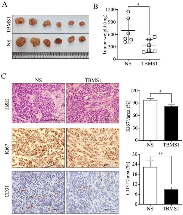 J Cancer Image