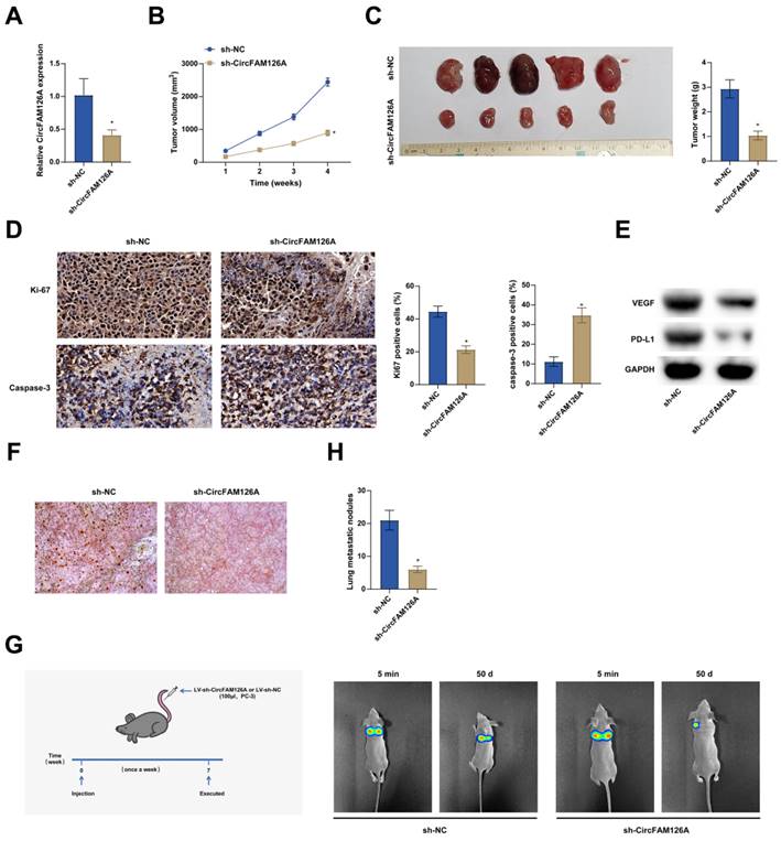 J Cancer Image