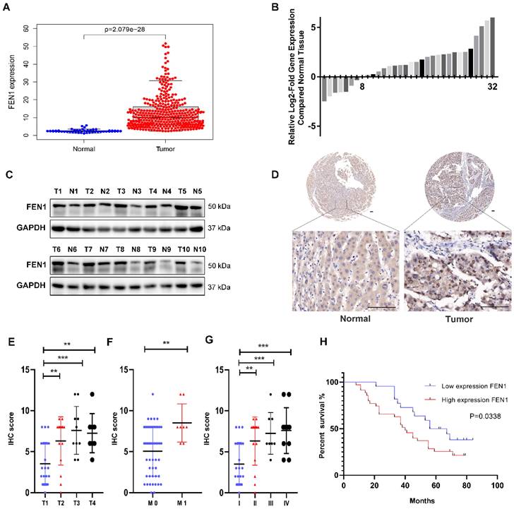 J Cancer Image