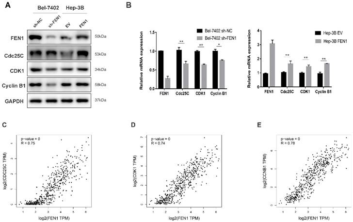 J Cancer Image