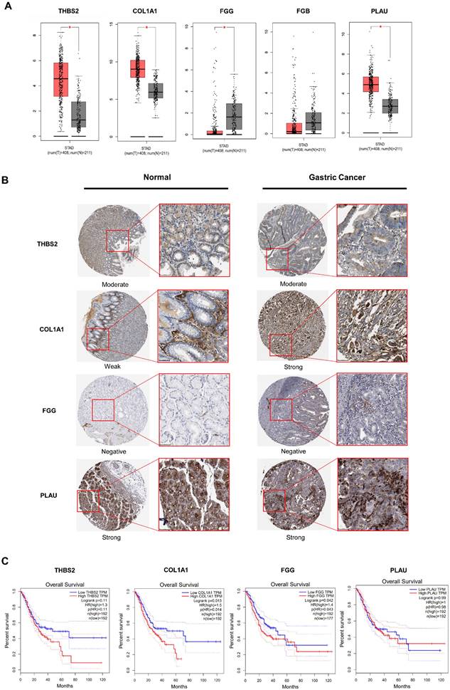 J Cancer Image