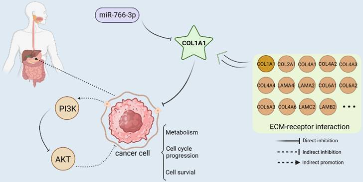 J Cancer Image