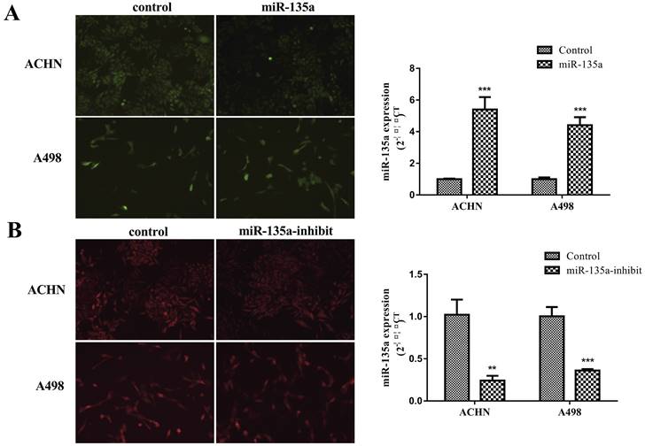 J Cancer Image