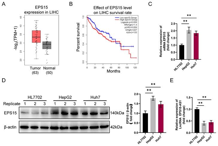 J Cancer Image