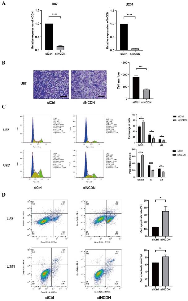 J Cancer Image