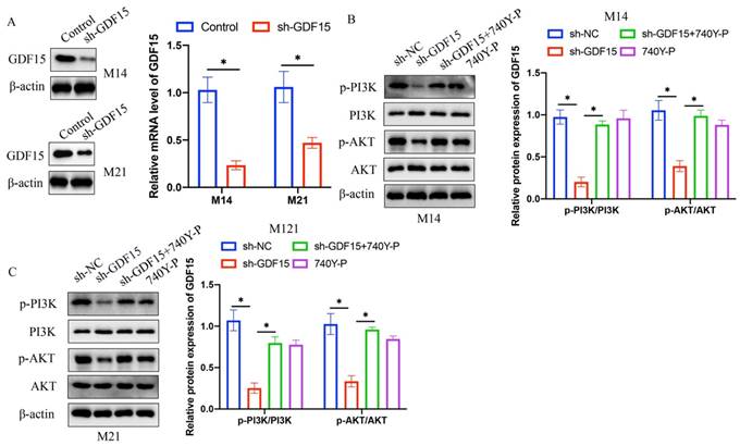 J Cancer Image