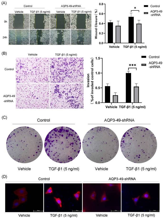 J Cancer Image