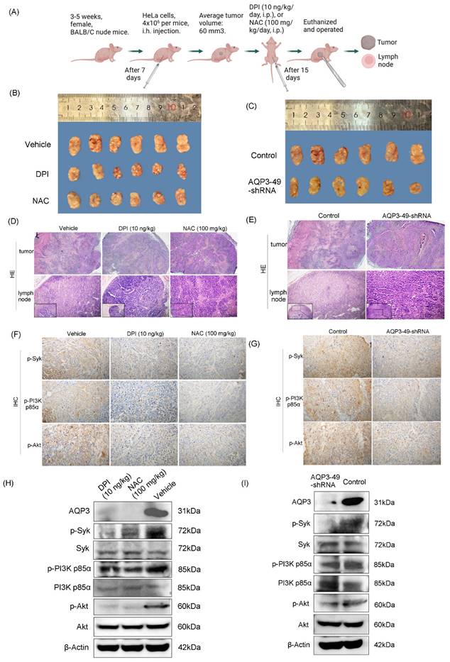 J Cancer Image