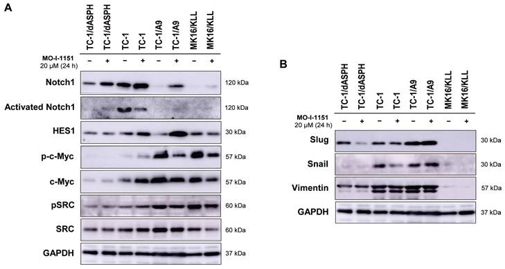 J Cancer Image