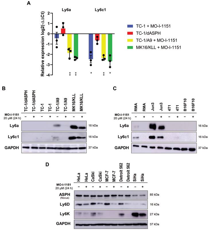 J Cancer Image