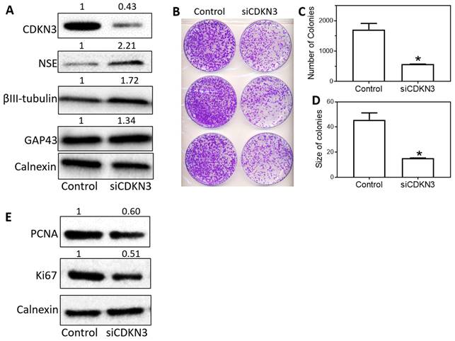 J Cancer Image