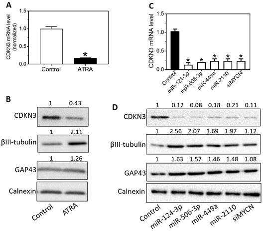 J Cancer Image