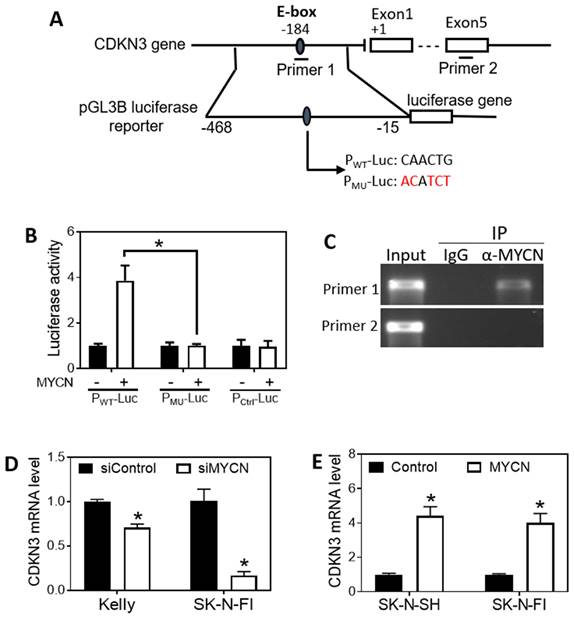 J Cancer Image